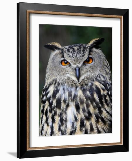 Eurasian Eagle-Owl Captive, France-Eric Baccega-Framed Photographic Print