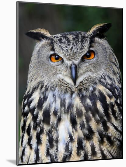 Eurasian Eagle-Owl Captive, France-Eric Baccega-Mounted Photographic Print