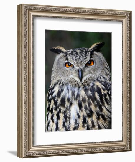 Eurasian Eagle-Owl Captive, France-Eric Baccega-Framed Photographic Print