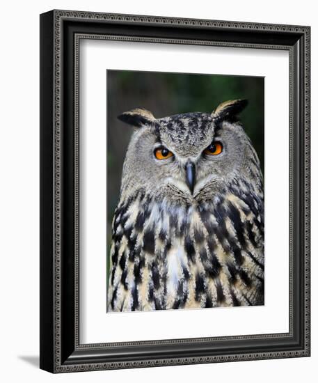 Eurasian Eagle-Owl Captive, France-Eric Baccega-Framed Photographic Print