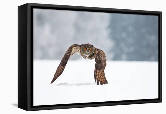 Eurasian Eagle-Owl-Milan Zygmunt-Framed Premier Image Canvas