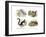 Eurasian Flying Squirrel, 1860-null-Framed Giclee Print