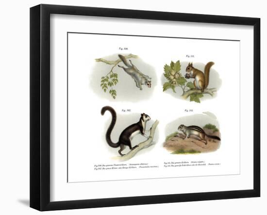 Eurasian Flying Squirrel, 1860-null-Framed Giclee Print