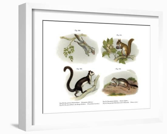 Eurasian Flying Squirrel, 1860-null-Framed Giclee Print