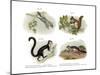 Eurasian Flying Squirrel, 1860-null-Mounted Giclee Print