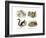 Eurasian Flying Squirrel, 1860-null-Framed Giclee Print