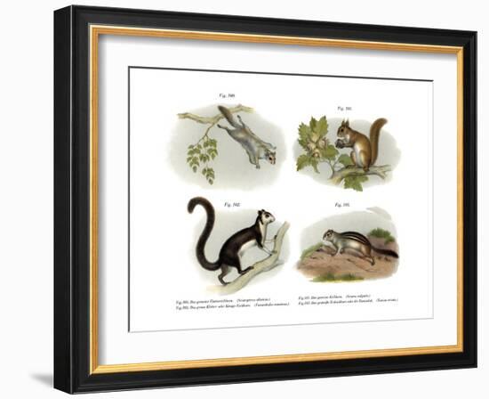 Eurasian Flying Squirrel, 1860-null-Framed Giclee Print