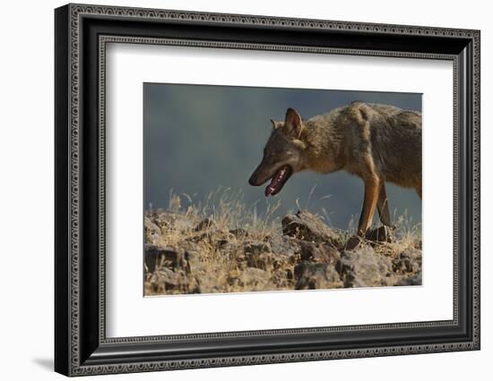 Eurasian Grey Wolf (Canis Lupus Lupus) At A Vulture Watching Site In The Madzharovo Valley-Widstrand-Framed Photographic Print