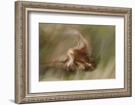 Eurasian Griffon Vulture-Staffan Widstrand-Framed Photographic Print