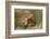 Eurasian Griffon Vulture-Staffan Widstrand-Framed Photographic Print