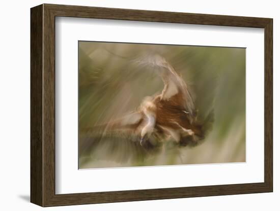 Eurasian Griffon Vulture-Staffan Widstrand-Framed Photographic Print