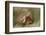 Eurasian Griffon Vulture-Staffan Widstrand-Framed Photographic Print