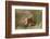 Eurasian Griffon Vulture-Staffan Widstrand-Framed Photographic Print