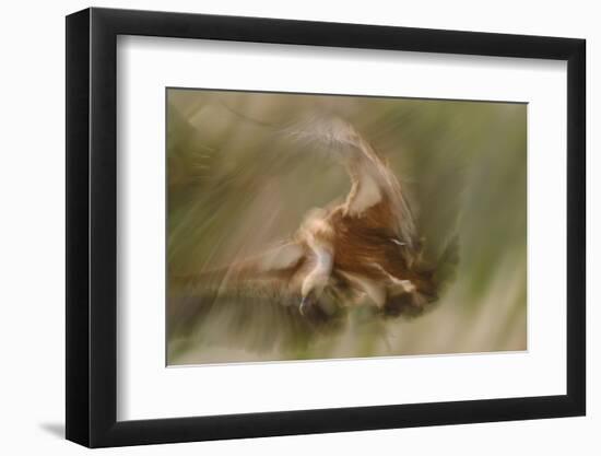 Eurasian Griffon Vulture-Staffan Widstrand-Framed Photographic Print