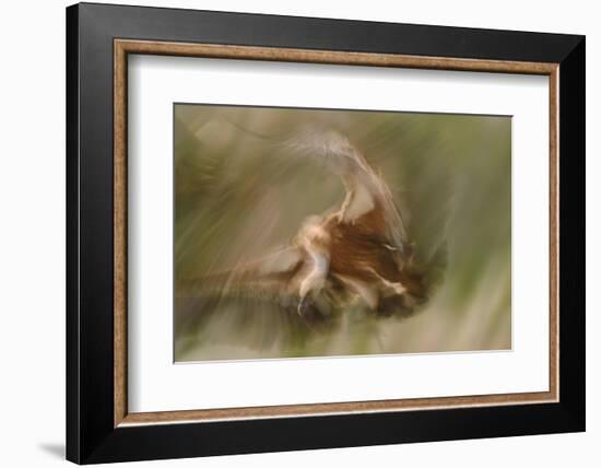 Eurasian Griffon Vulture-Staffan Widstrand-Framed Photographic Print