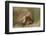 Eurasian Griffon Vulture-Staffan Widstrand-Framed Photographic Print