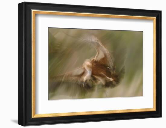 Eurasian Griffon Vulture-Staffan Widstrand-Framed Photographic Print