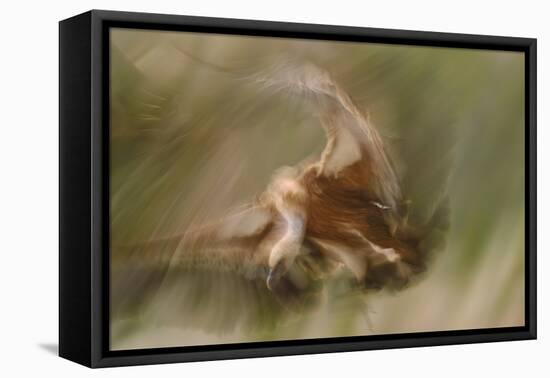 Eurasian Griffon Vulture-Staffan Widstrand-Framed Premier Image Canvas