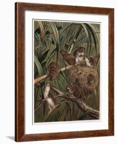 Eurasian Harvest Mouse by Alfred Edmund Brehm-Stefano Bianchetti-Framed Giclee Print