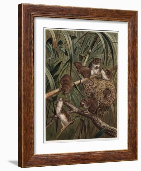 Eurasian Harvest Mouse by Alfred Edmund Brehm-Stefano Bianchetti-Framed Giclee Print