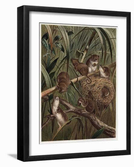 Eurasian Harvest Mouse by Alfred Edmund Brehm-Stefano Bianchetti-Framed Giclee Print