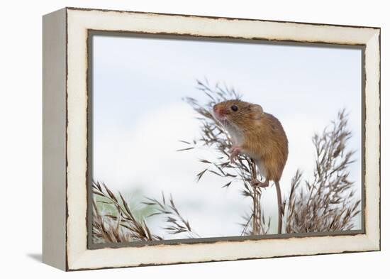 Eurasian Harvest Mouse (Micromys Minutus), Devon, England, United Kingdom-Janette Hill-Framed Premier Image Canvas