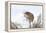Eurasian Harvest Mouse (Micromys Minutus), Devon, England, United Kingdom-Janette Hill-Framed Premier Image Canvas
