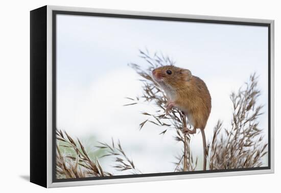 Eurasian Harvest Mouse (Micromys Minutus), Devon, England, United Kingdom-Janette Hill-Framed Premier Image Canvas
