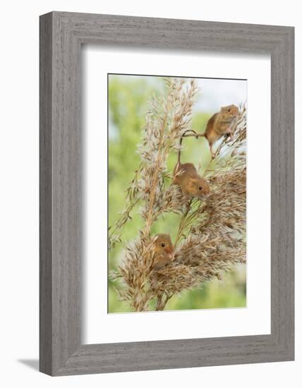 Eurasian Harvest Mouse (Micromys Minutus), Devon, England, United Kingdom-Janette Hill-Framed Photographic Print