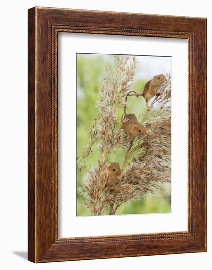 Eurasian Harvest Mouse (Micromys Minutus), Devon, England, United Kingdom-Janette Hill-Framed Photographic Print