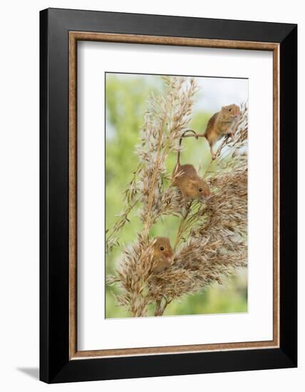 Eurasian Harvest Mouse (Micromys Minutus), Devon, England, United Kingdom-Janette Hill-Framed Photographic Print