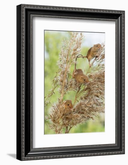 Eurasian Harvest Mouse (Micromys Minutus), Devon, England, United Kingdom-Janette Hill-Framed Photographic Print