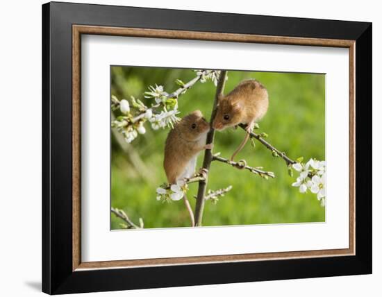 Eurasian Harvest Mouse (Micromys Minutus), Devon, England, United Kingdom-Janette Hill-Framed Photographic Print