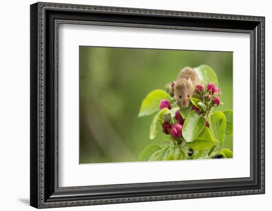 Eurasian Harvest Mouse (Micromys Minutus), Devon, England, United Kingdom-Janette Hill-Framed Photographic Print
