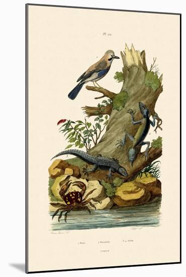 Eurasian Jay, 1833-39-null-Mounted Giclee Print
