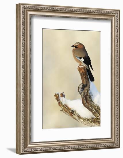 Eurasian Jay (Garrulus Glandarius) Perched on Branch in Snow, Flatanger, Norway, November 2008-Widstrand-Framed Photographic Print