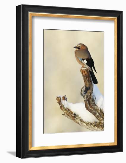 Eurasian Jay (Garrulus Glandarius) Perched on Branch in Snow, Flatanger, Norway, November 2008-Widstrand-Framed Photographic Print