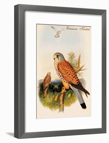 Eurasian Kestrel-John Gould-Framed Art Print