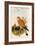Eurasian Kestrel-John Gould-Framed Art Print