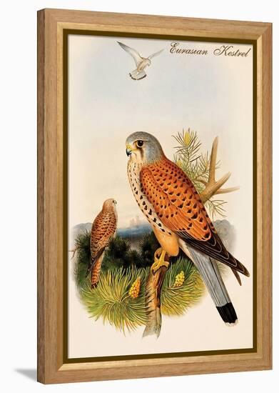 Eurasian Kestrel-John Gould-Framed Stretched Canvas