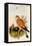 Eurasian Kestrel-John Gould-Framed Stretched Canvas