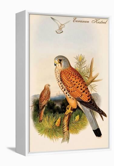 Eurasian Kestrel-John Gould-Framed Stretched Canvas