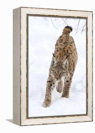 Eurasian Lynx During Winter in National Park Bavarian Forest. Bavaria, Germany-Martin Zwick-Framed Premier Image Canvas