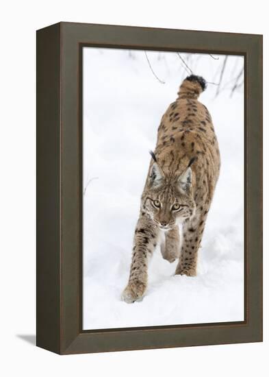 Eurasian Lynx During Winter in National Park Bavarian Forest. Bavaria, Germany-Martin Zwick-Framed Premier Image Canvas