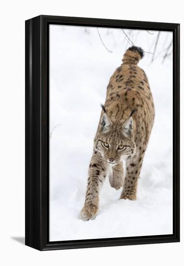 Eurasian Lynx During Winter in National Park Bavarian Forest. Bavaria, Germany-Martin Zwick-Framed Premier Image Canvas