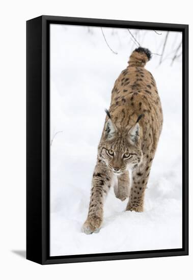 Eurasian Lynx During Winter in National Park Bavarian Forest. Bavaria, Germany-Martin Zwick-Framed Premier Image Canvas