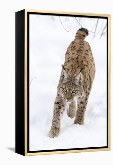 Eurasian Lynx During Winter in National Park Bavarian Forest. Bavaria, Germany-Martin Zwick-Framed Premier Image Canvas
