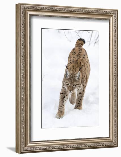 Eurasian Lynx During Winter in National Park Bavarian Forest. Bavaria, Germany-Martin Zwick-Framed Photographic Print