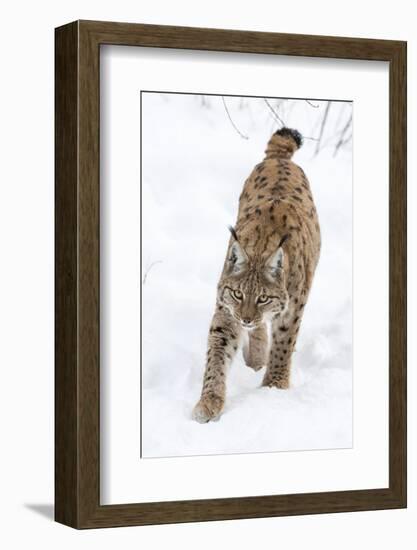 Eurasian Lynx During Winter in National Park Bavarian Forest. Bavaria, Germany-Martin Zwick-Framed Photographic Print