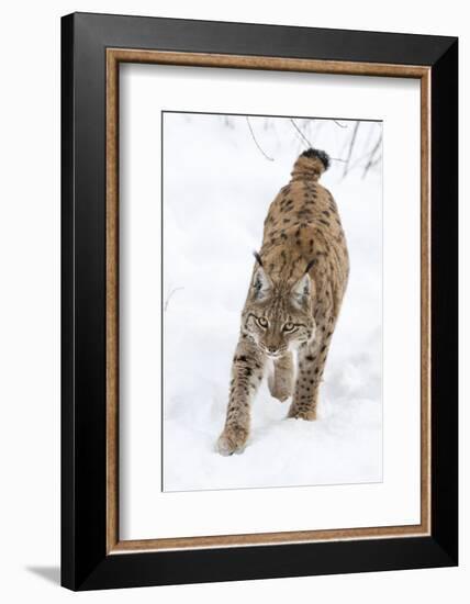 Eurasian Lynx During Winter in National Park Bavarian Forest. Bavaria, Germany-Martin Zwick-Framed Photographic Print